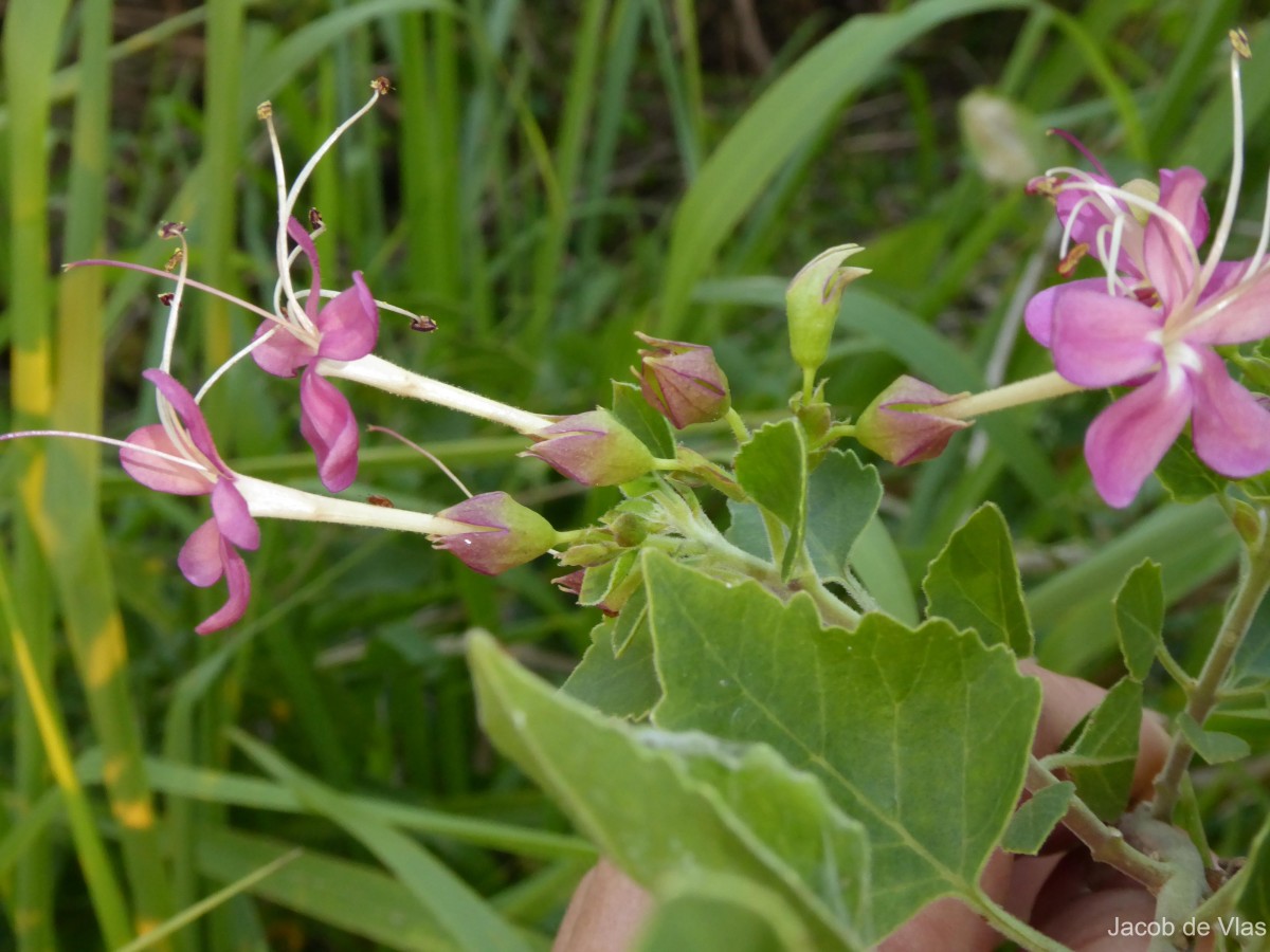 Clerodendrum phlomidis L.f.